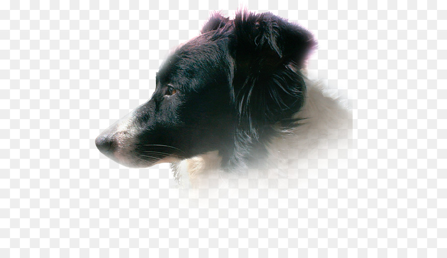 สุนัขพันธุ์，เชทแลนด์ Sheepdog PNG