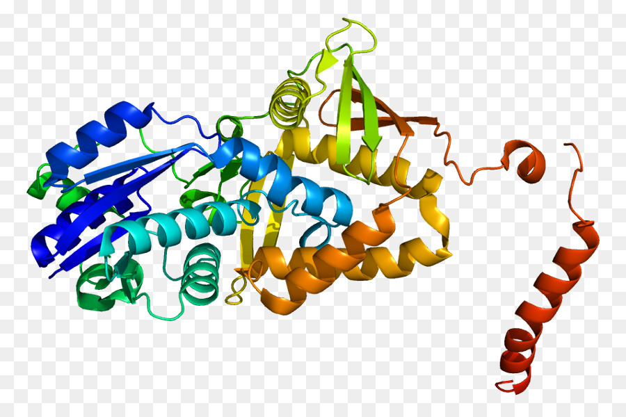 Argininosuccinate Synthase，Synthase PNG