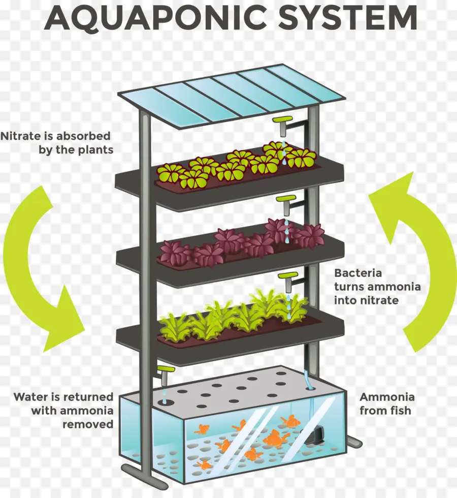 ระบบ Aquaponic，พืช PNG