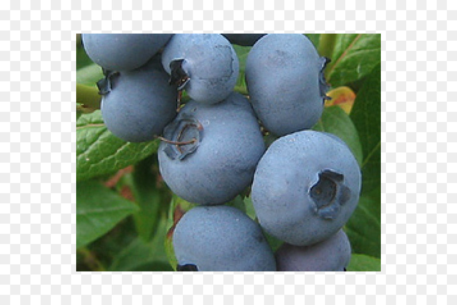 บลูเบอร์รี่，Bilberry PNG