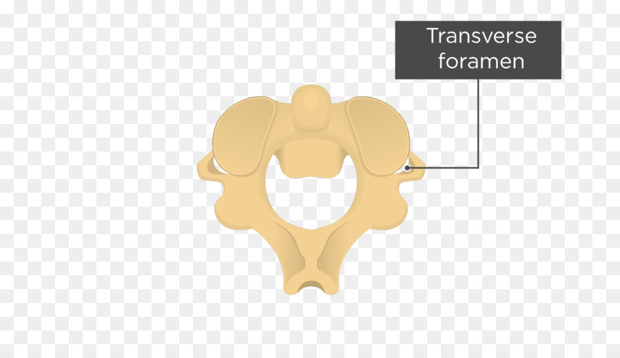 Intervertebral ฟอรา，ยๆ PNG