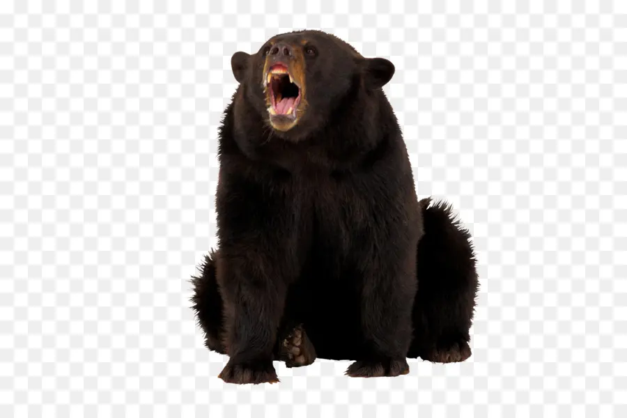 หมี，อเมริกันหมีดำ PNG