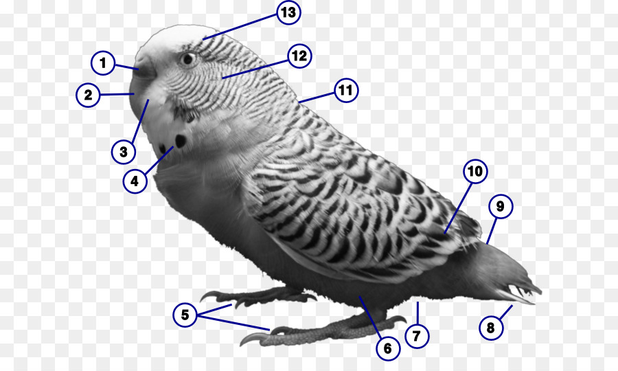 Budgerigar，นก PNG