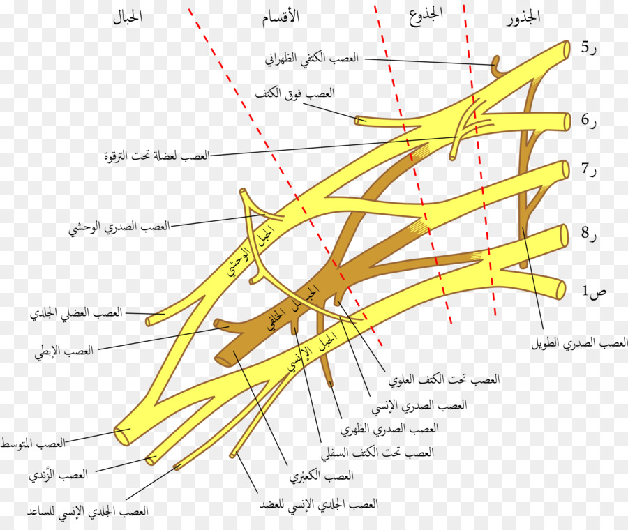 แขน Plexus，Brachial Plexus รได้รับบาดเจ็บ PNG