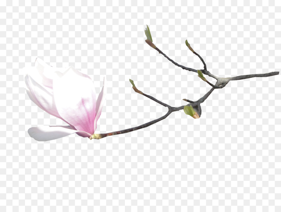 ดอกไม้，ดิจิตอลภาพ PNG