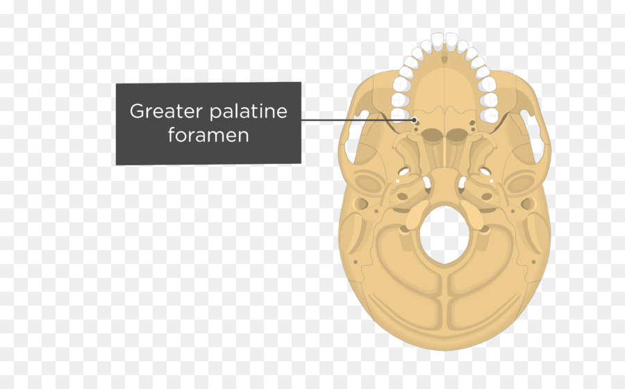 Pterygoid โพรเซสของ Sphenoid，Medial Pterygoid กล้ามเนื้อ PNG