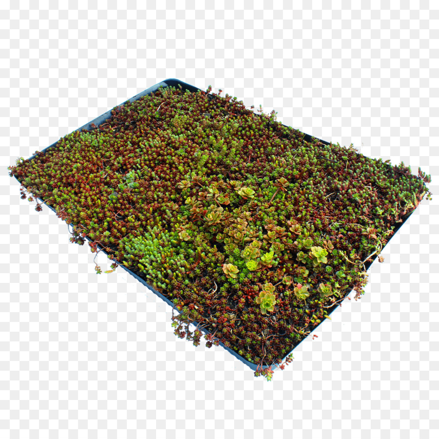 สนามหญ้า，Groundcover PNG