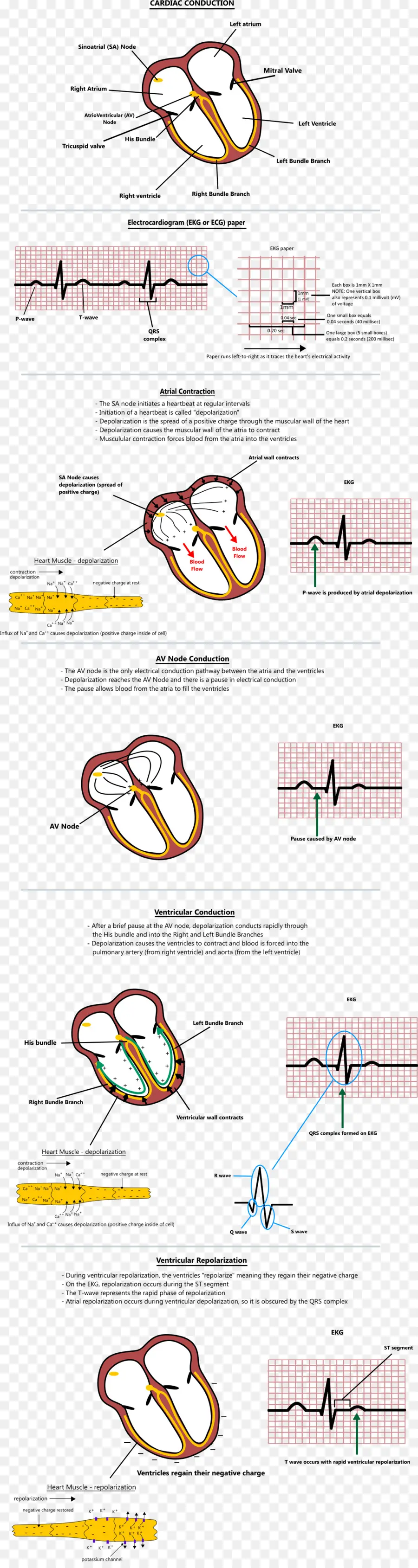 การนำหัวใจ，คลื่นไฟฟ้าหัวใจ PNG