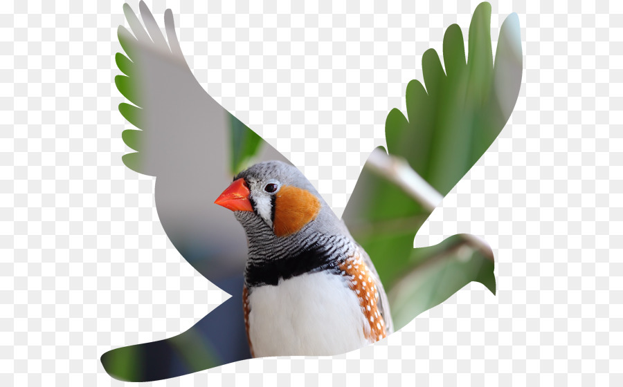 Columbidae，เงา PNG