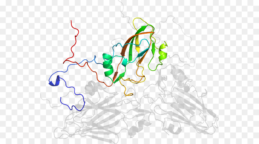 โครงสร้างโปรตีน，โมเลกุล PNG