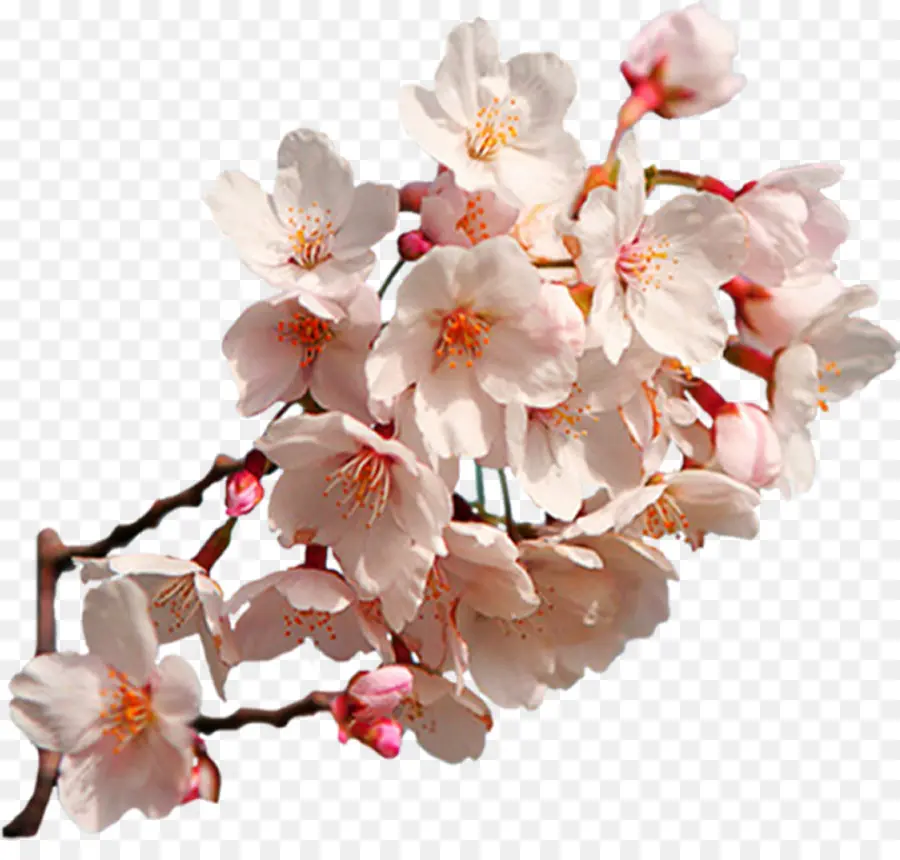 ดอก，เชอร์รี่ Blossom PNG
