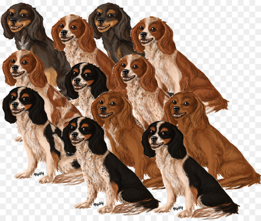 Drentse Patrijshond，ด้วของกษัตริย์ชาล Spaniel PNG