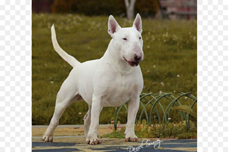 Bull Terrier，สุนัข PNG