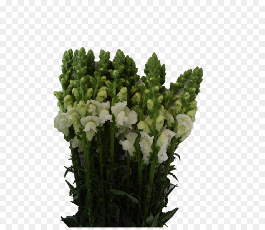 ตัดดอกไม้，Snapdragons PNG