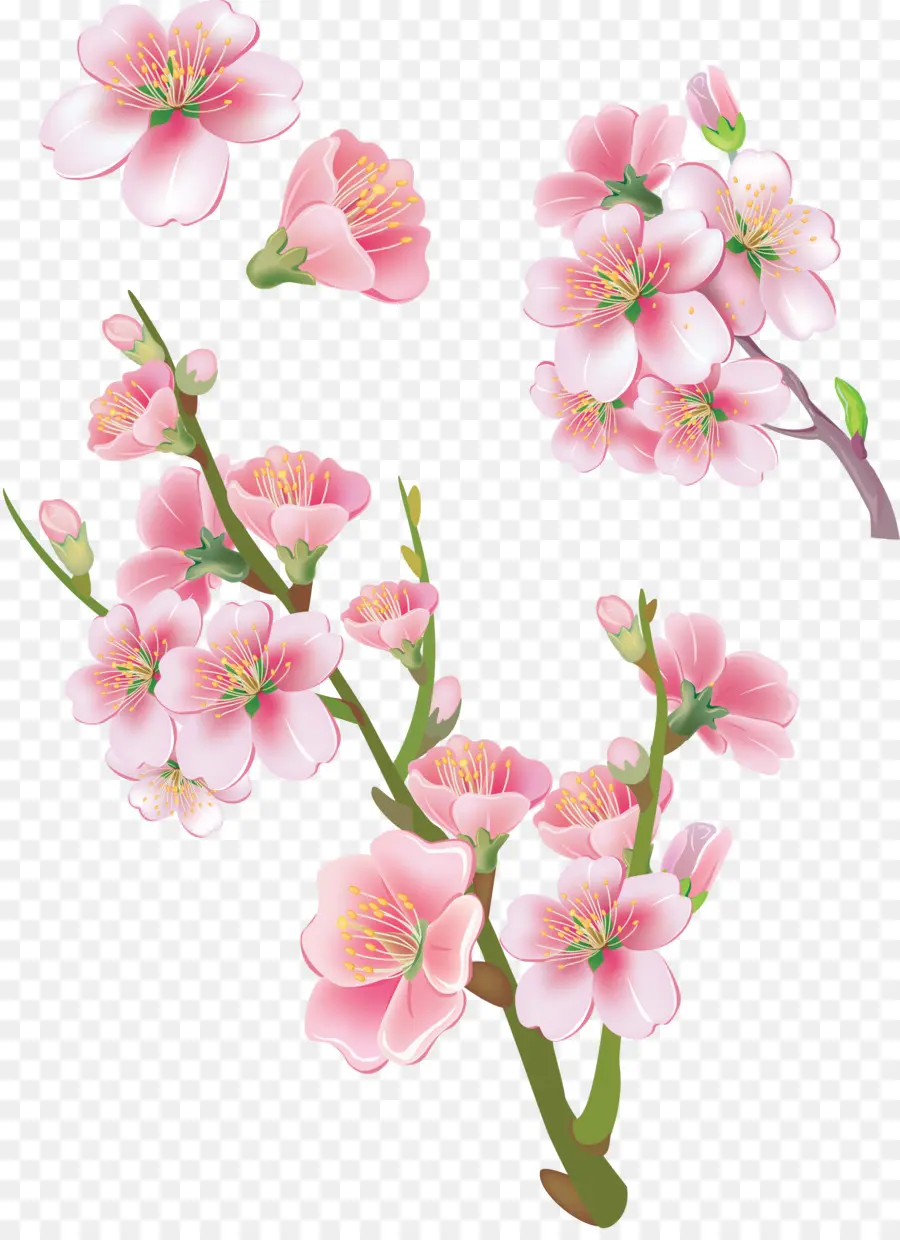 ดอกไม้，เชอร์รี่ Blossom PNG