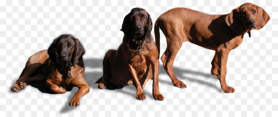 สุนัขพันธุ์，Redbone Coonhound PNG