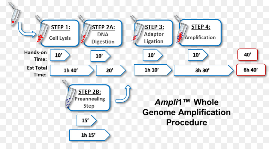 ดีเอ็นเอ，Polymerase ปฏิกิริยาลูกโซ่ PNG