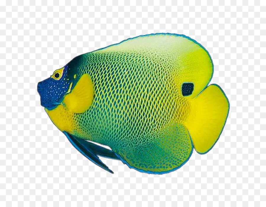 สี，ปลา PNG
