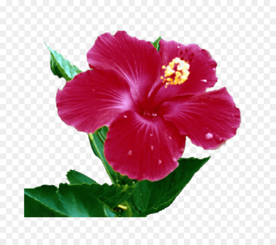 Shoeblackplant，ดอกไม้ของหมู่เกาะ PNG