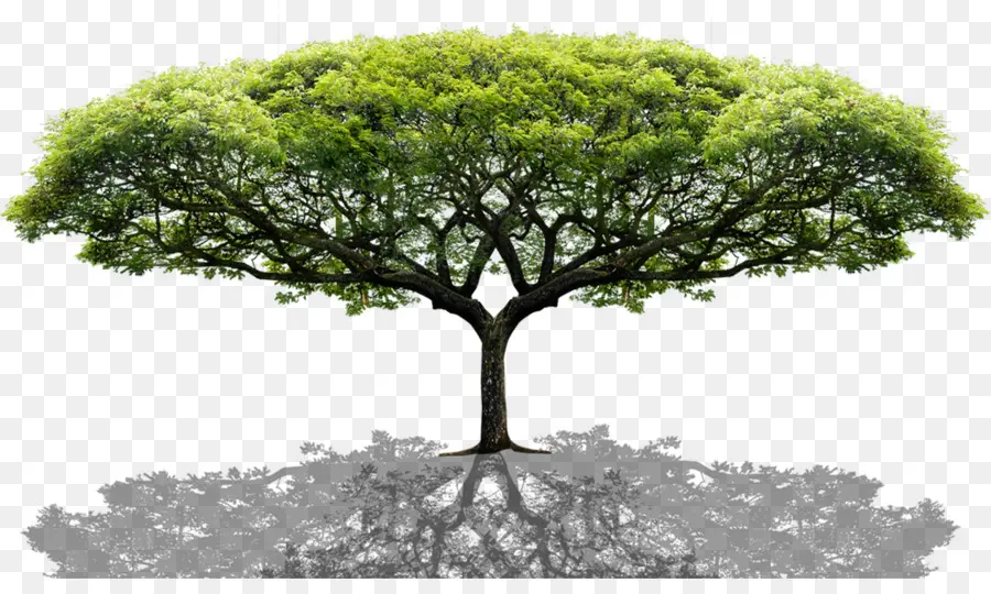 ต้นไม้，การพิมพ์ PNG