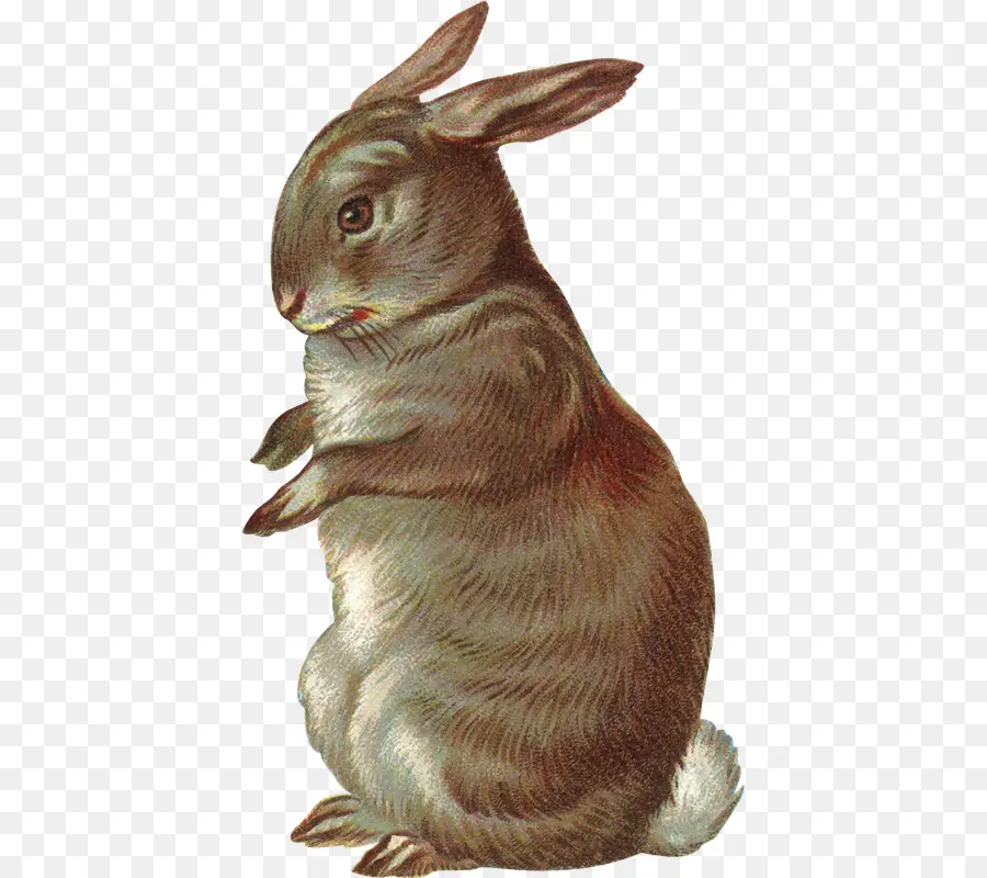 กระต่ายในประเทศ，วาด PNG