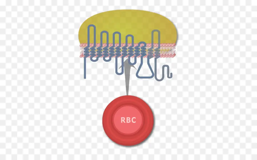 เม็ดเลือดแดง，เยื่อหุ้มเซลล์ PNG