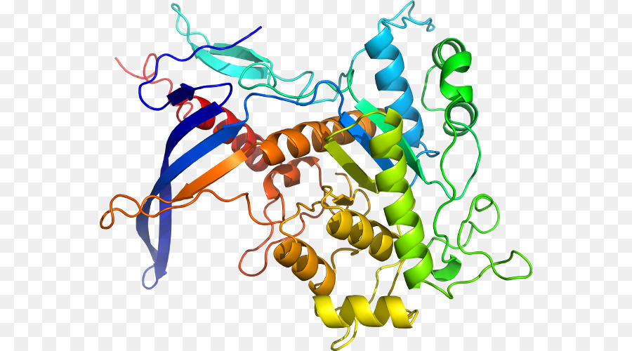 โปรตีน Disulfideisomerase，Isomerase PNG