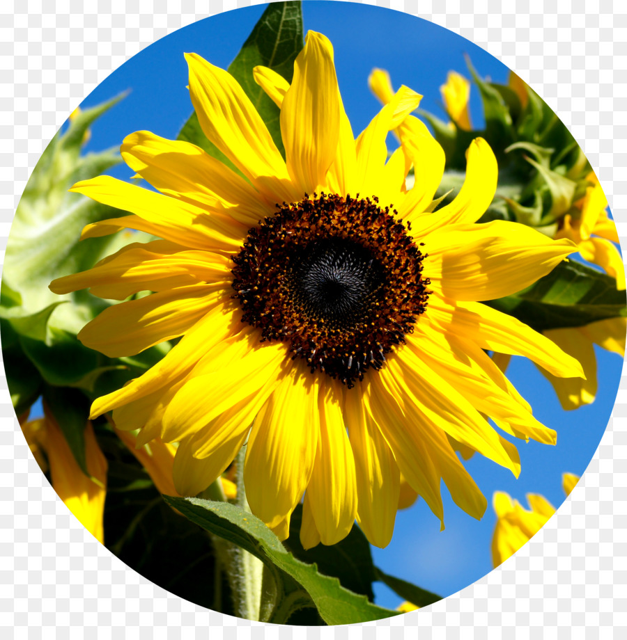 เหมือนกัน Sunflower，Sunflower เมล็ดพันธ์ PNG