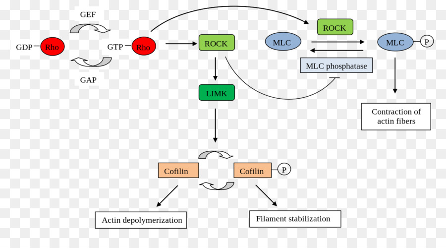 Rhoassociated โปรตีน Kinase，Rho ครอบครัวของ Gtpases PNG