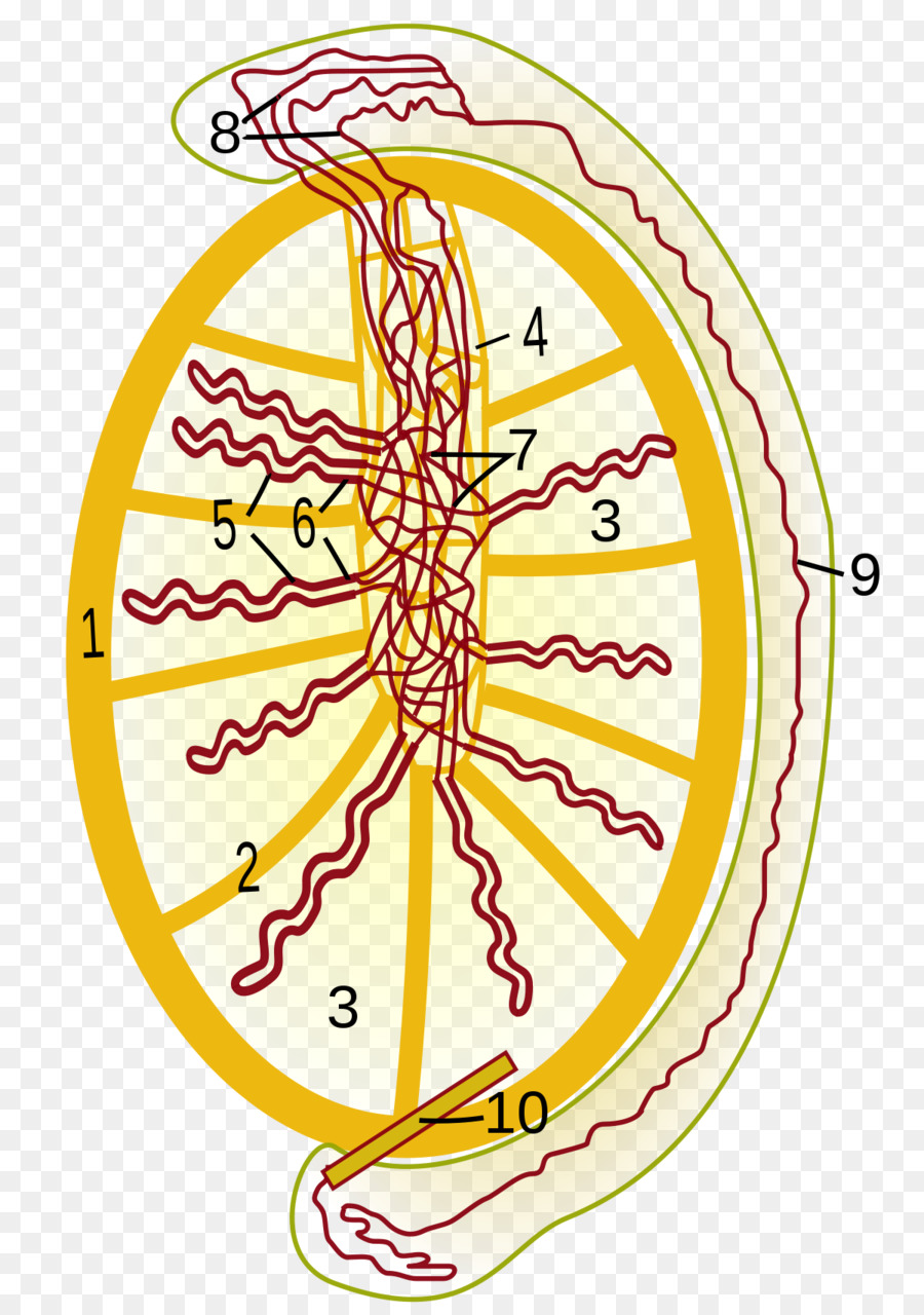 Rete Testis，เรื่อง PNG