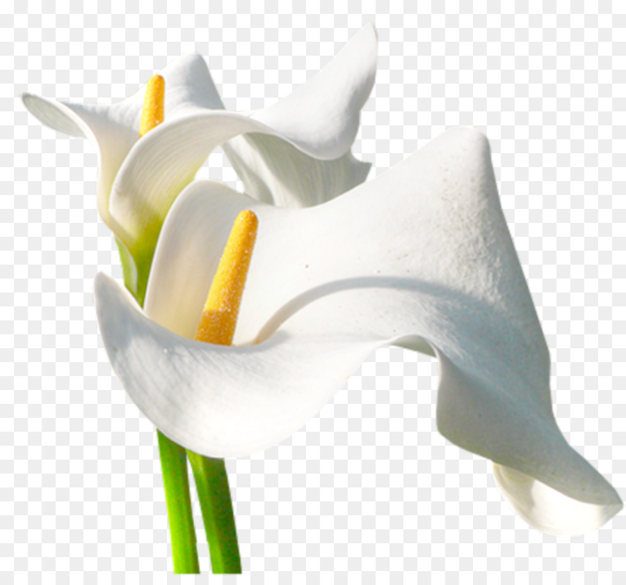 Calla Lilies，สีขาว PNG