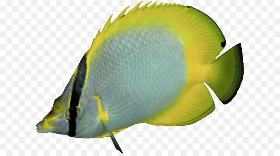 เขตร้อนปลา，ปลา PNG