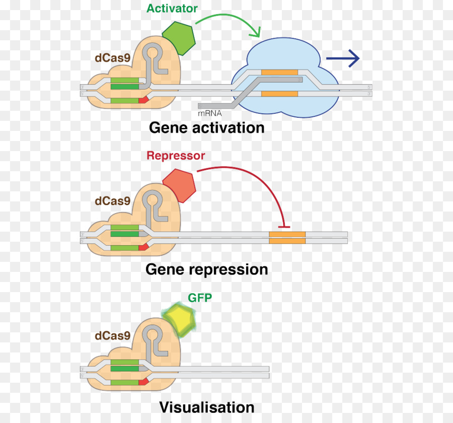 แผนภาพการเปิดใช้งานยีน，ยีน PNG