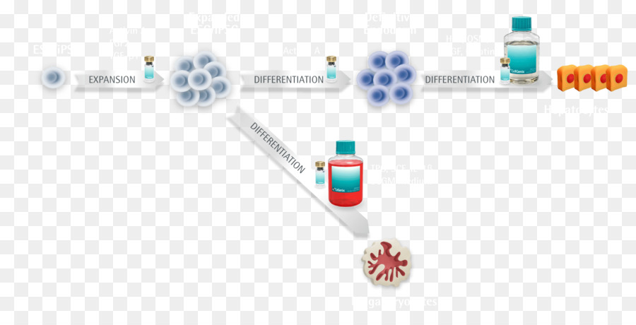 Chondrocyte，เซ Differentiation PNG