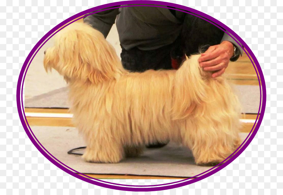 นอร์ฟอล์ก Terrier，Havanese หมา PNG