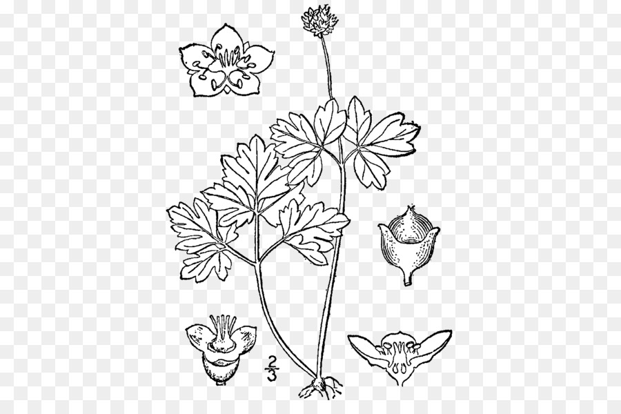 สอนจัดดอกไม้เด็กๆเขาออกแบบ，Sinadoxa Corydalifolia PNG