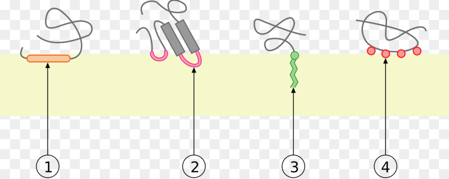 Peripheral Membrane โปรตีน，Membrane โปรตีน PNG