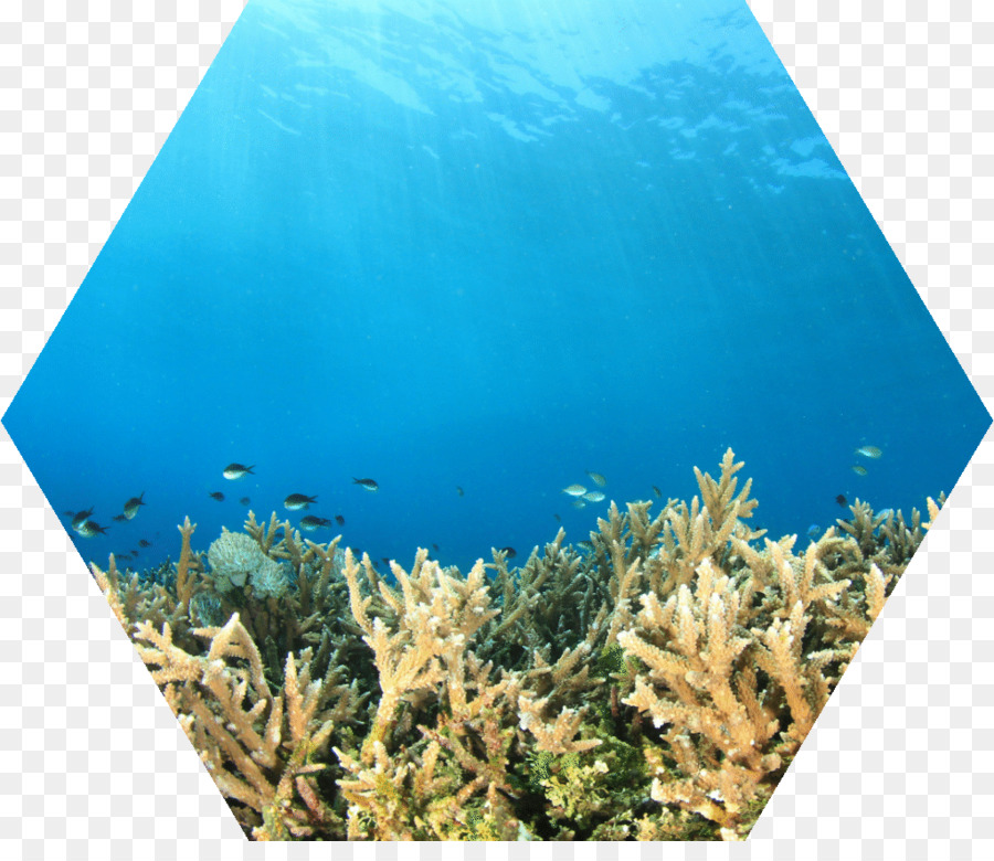 ปะการัง，ปะการังปลา PNG