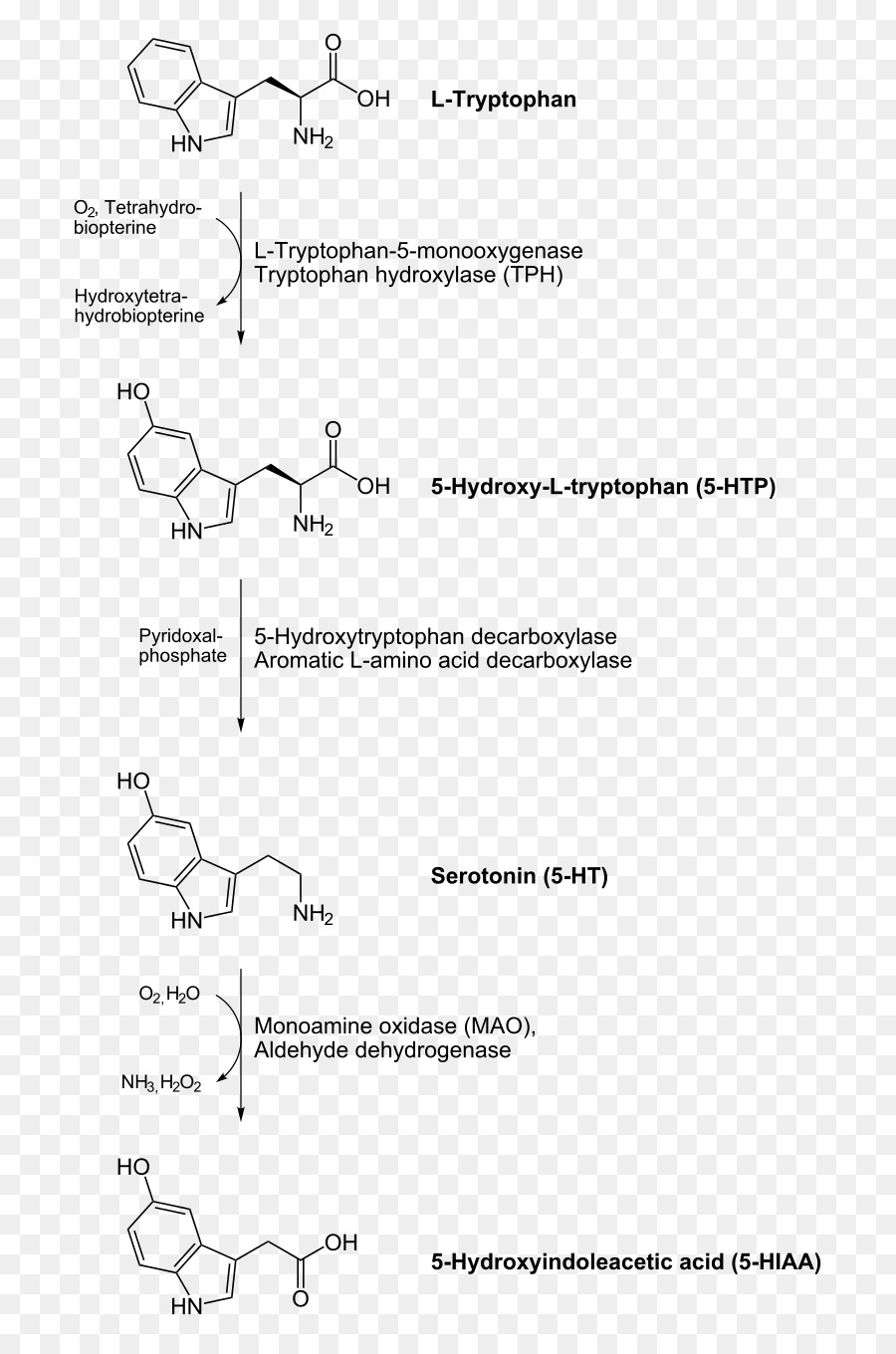 Aromatic Lamino กรด Decarboxylase，Decarboxylation PNG