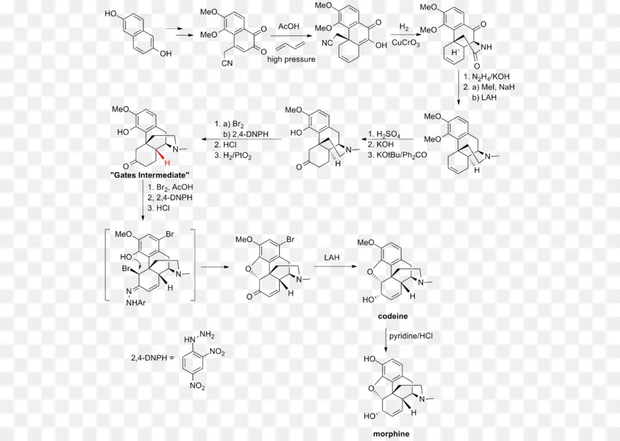ทั้งหมด Synthesis มอร์ฟีน\แล้วก็เกี่ยวข้องกั Alkaloids，ทั้งหมด Synthesis PNG