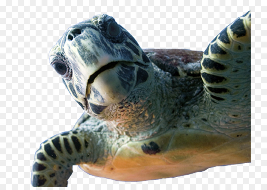 ดำลงไปหวังมากกว่า，Loggerhead เต่าทะเล PNG