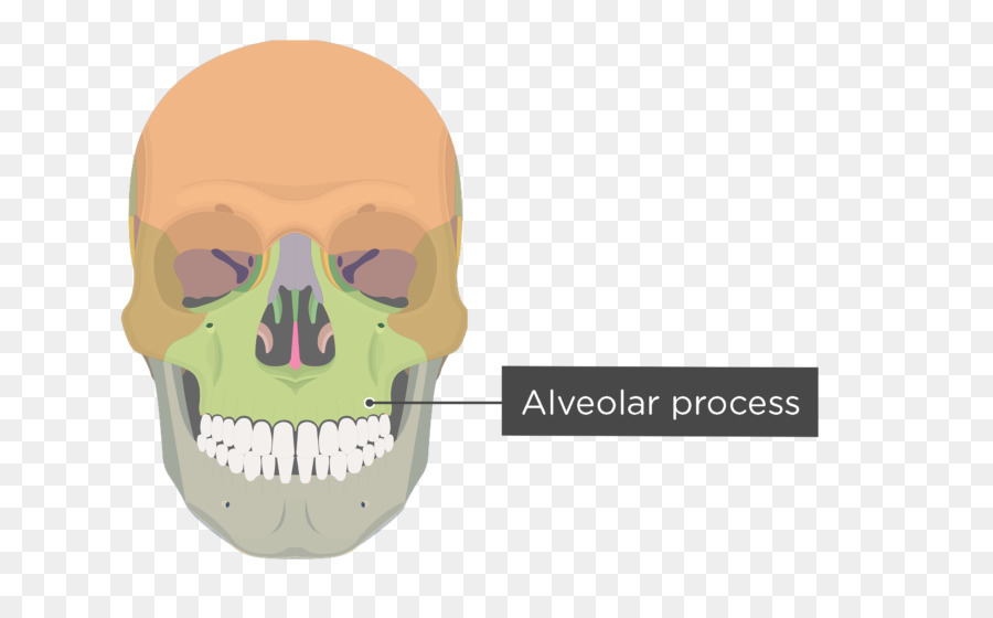 Zygomatic กระดูก，Maxilla PNG