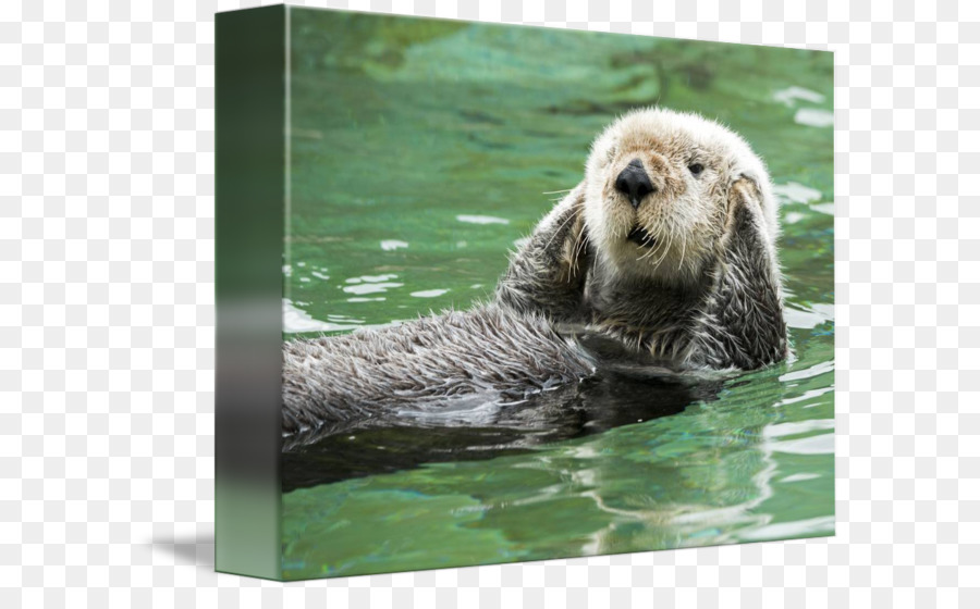 ทะเล Otter，ต้อนรับโน้ตการ์ด PNG