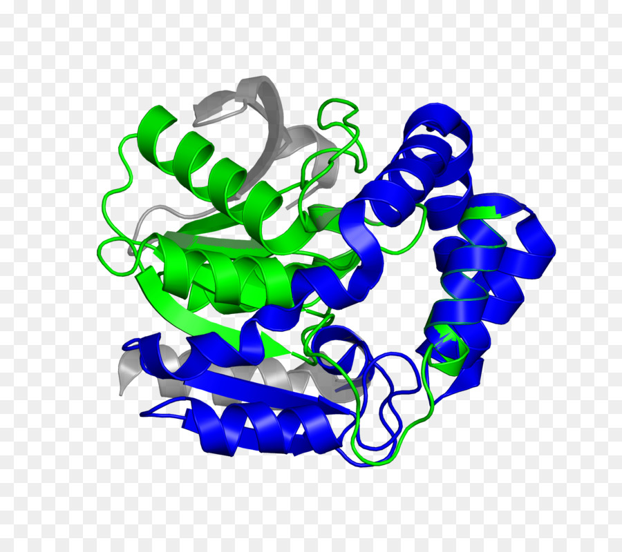 โครงสร้างโปรตีน，โมเลกุล PNG
