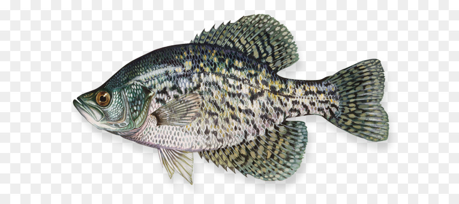 สีดำ Crappie，สีขาว Crappie PNG