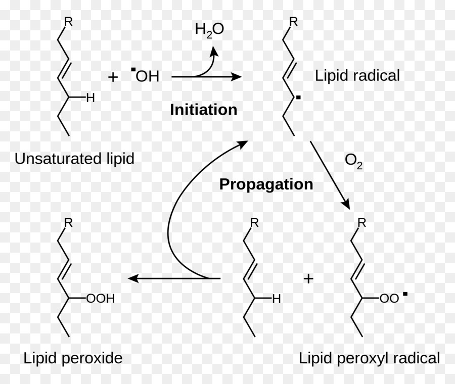 ไขมัน Peroxidation，อนุมูล PNG