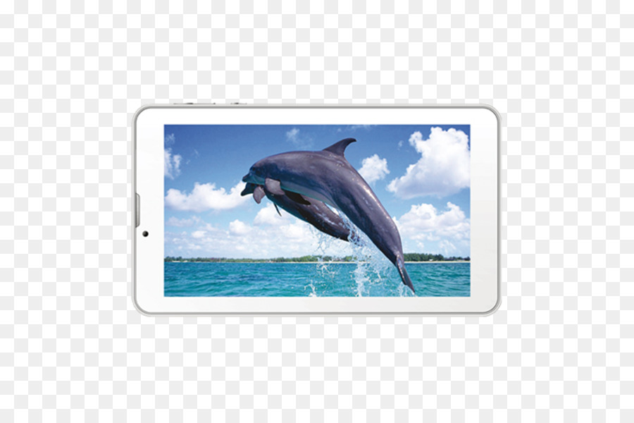 Wholphin，เหมือนกัน Bottlenose มุมมองของดอลฟิน PNG