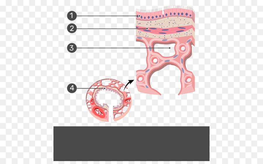 Bronchiole，กายวิภาค PNG