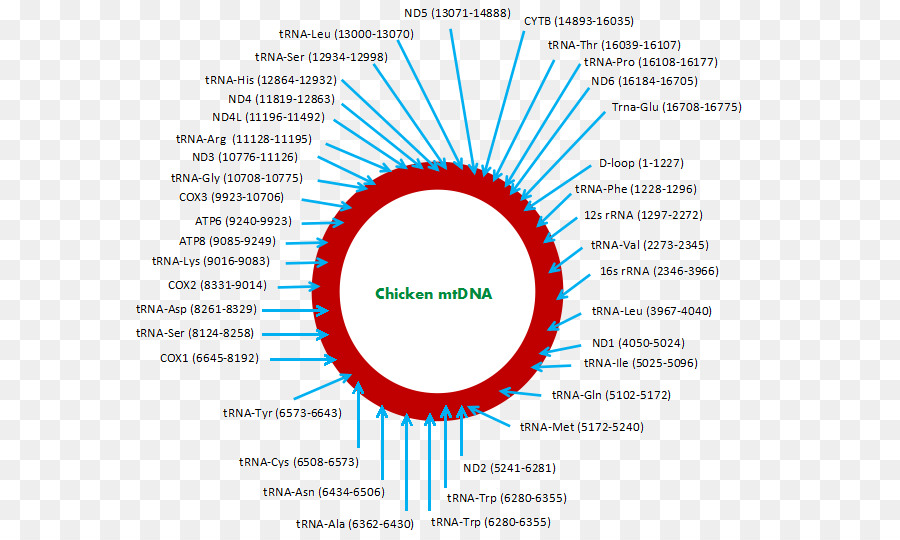 Mitochondrial ดีเอ็นเอ，Asil ไก่ PNG