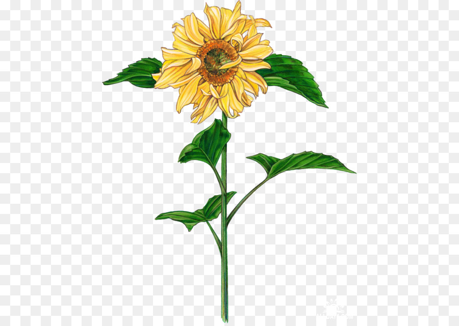 เหมือนกัน Sunflower，ชอบโครง PNG